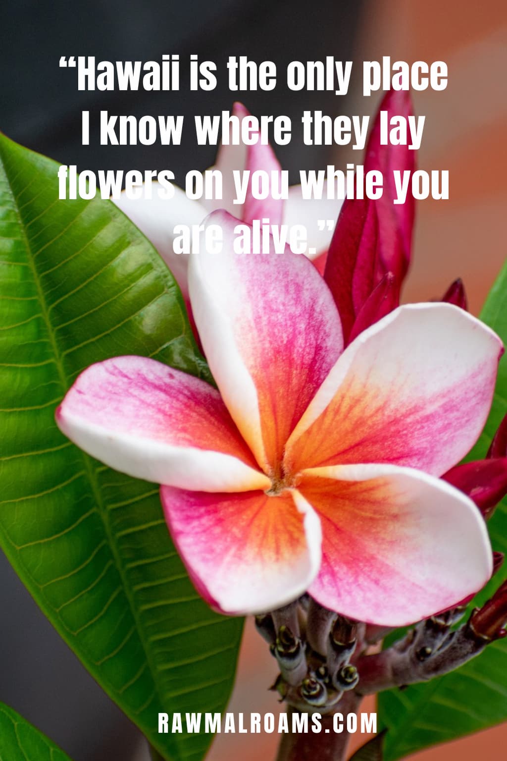 hawaiian love quotes