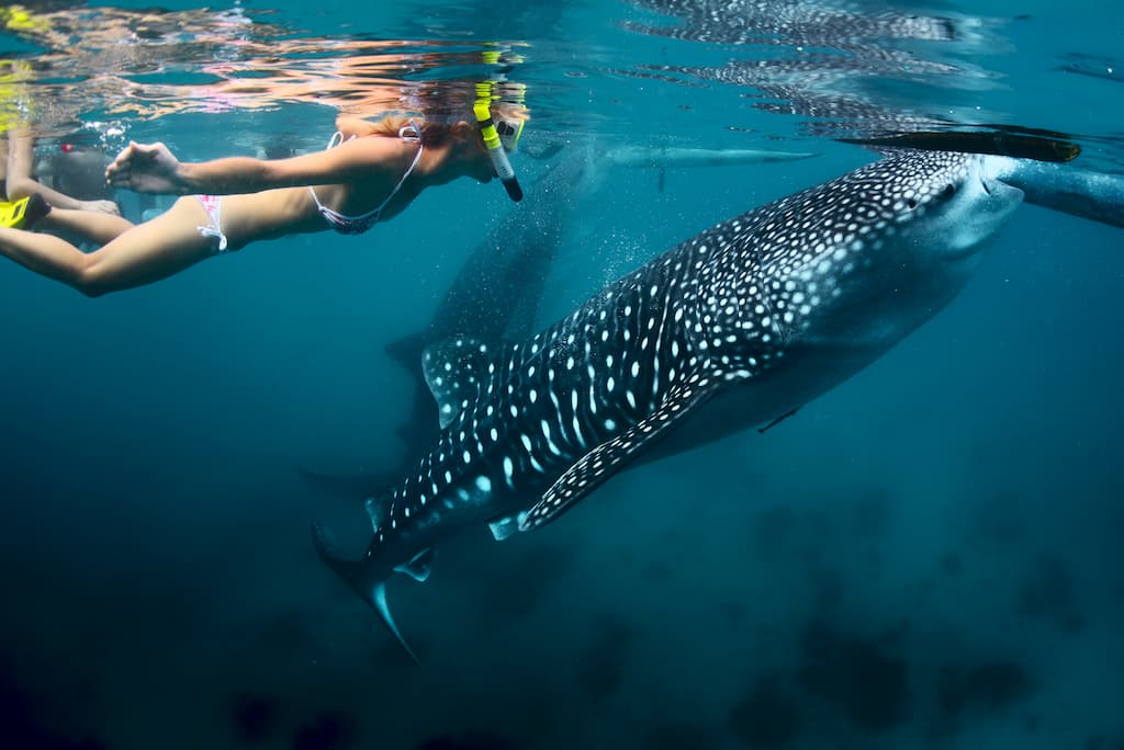 whale shark excursion Cancun