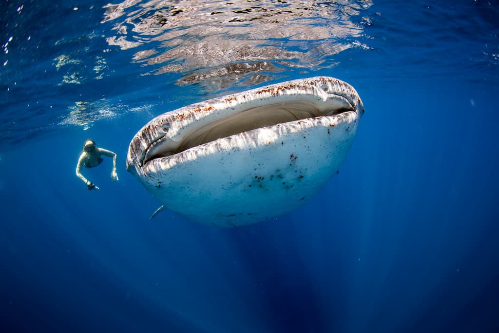 4 TOP Isla Mujeres Whale Shark Tours In 2024