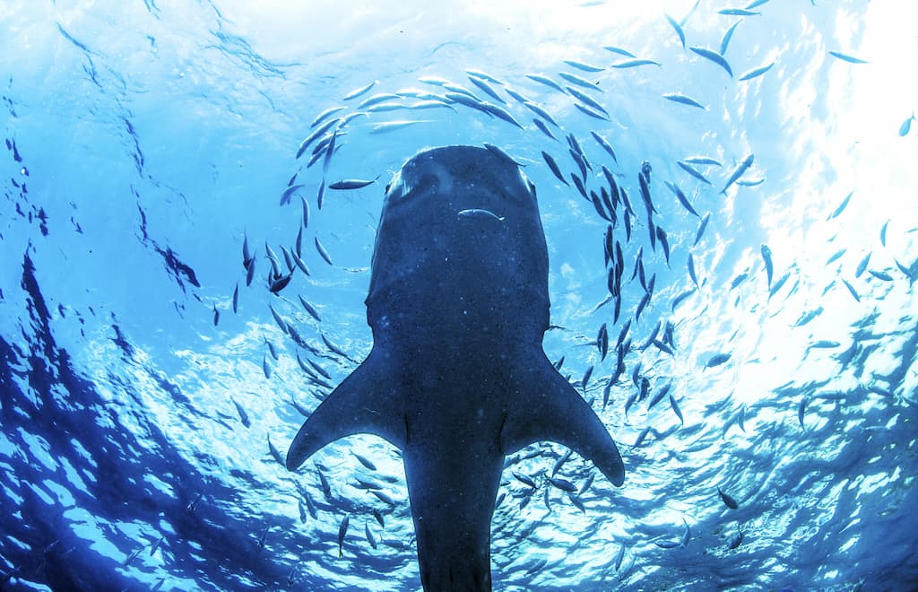 whale shark snorkeling Cancun