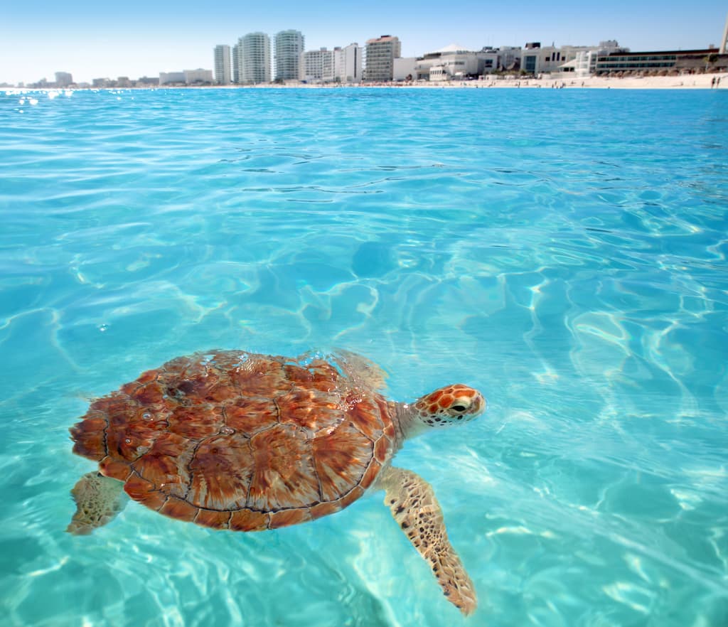 Cancun snorkeling tours